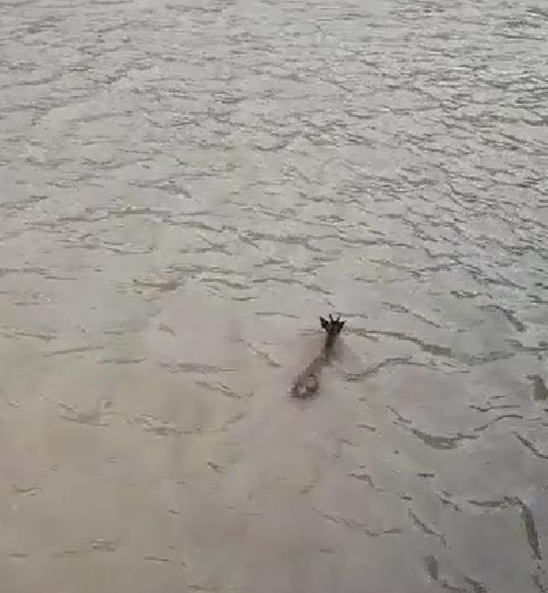 HES havuzuna düşen karacayı suya girip kurtardı