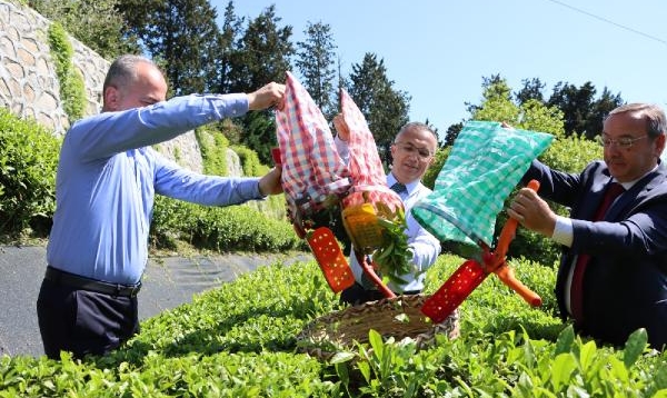 Rize’de Yaş Çay Sezonu Açıldı