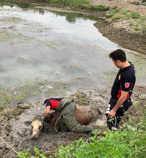 Bataklığa saplanan ineğe halatlı kurtarma