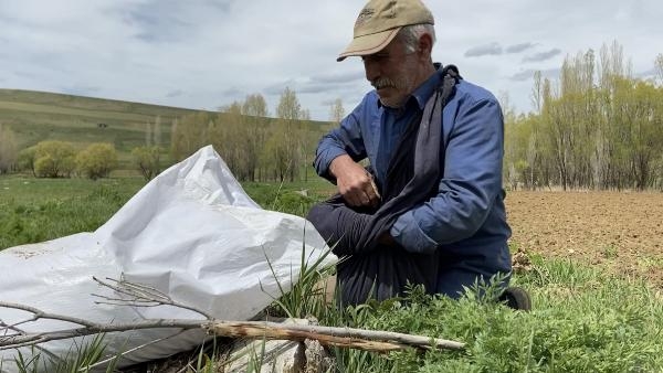 Bayburt'ta Asırlık Tohum Ekme Geleneği Yaşatılıyor