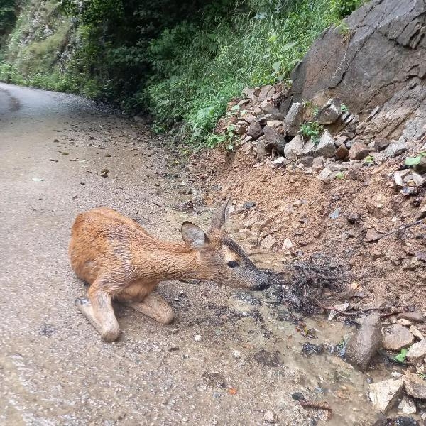Kayalıktan düşüp yaralanan yaban keçisi tedaviye alındı