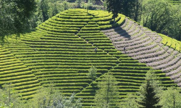 Rize'de 'Çay Göçü' İle Nüfus 4'e Katlandı