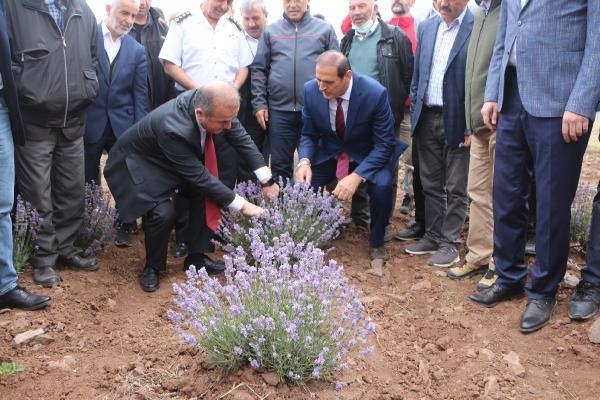Tokat'ta lavanta hasadı