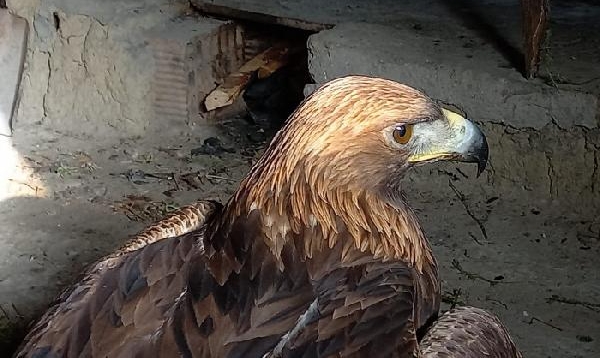 Bitkin bulduğu kaya kartalını tavuk kümesinde besledi