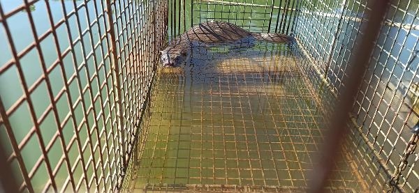 Çiftlikteki balıkları yiyen su samuru, kapanla yakalanıp doğaya salındı