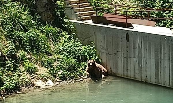 Dereye Düşen Yaralı Ayı Kurtarıldı