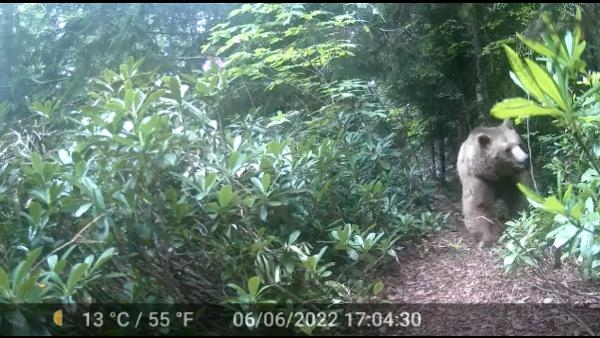 Mikdat Hoca'nın evine dadanan bozayılar kamerada
