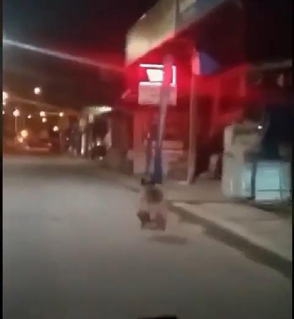 Rize’de Sokağa İnen Ayı Kamerada