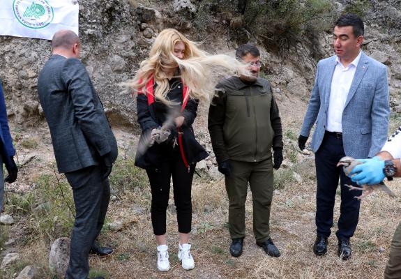 Bolu'da 650 kınalı keklik, doğaya salındı