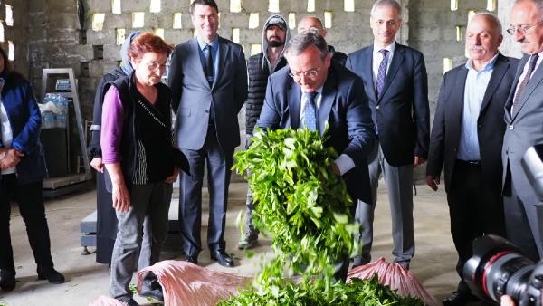 ÇAYKUR, 20 Bin Ton Yaş Çay Aldı