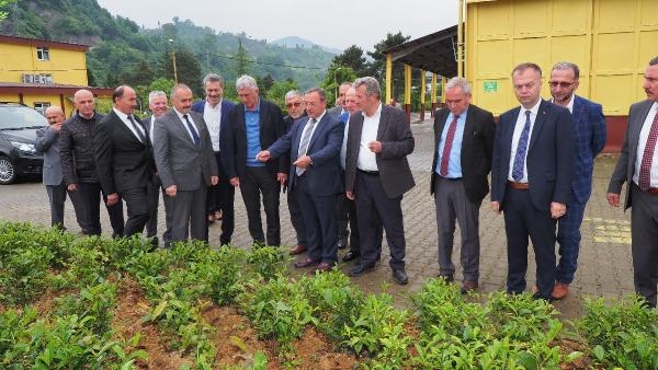 Yaş Çayda Üreticiye Hasat Çağrısı