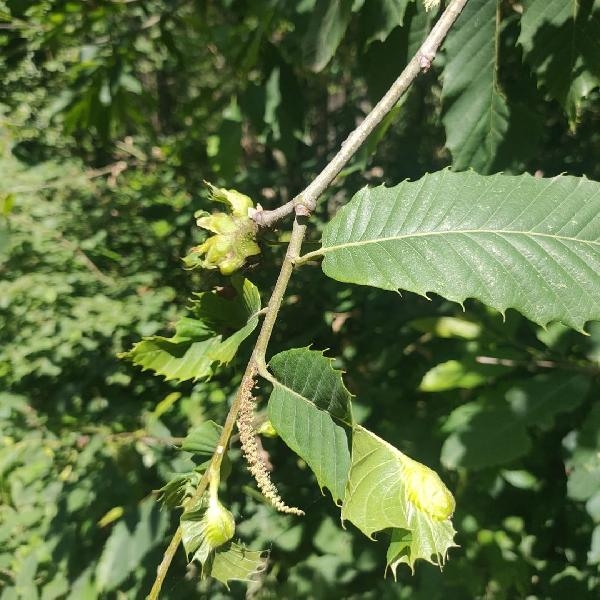 Düzce’de gal arısıyla biyolojik mücadele başladı