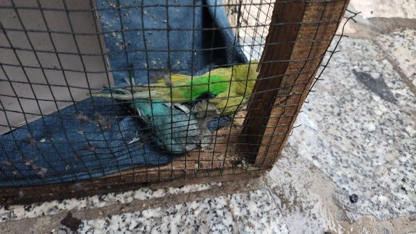 Evdeki yangında kafesteki muhabbet kuşları öldü