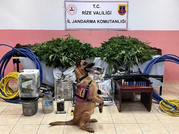 Rize’de Orman İçinde 566 Kök Kenevir Ele Geçirildi