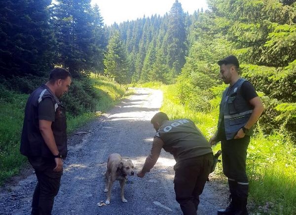 Kaybolan köpeği orman muhafaza memurları buldu