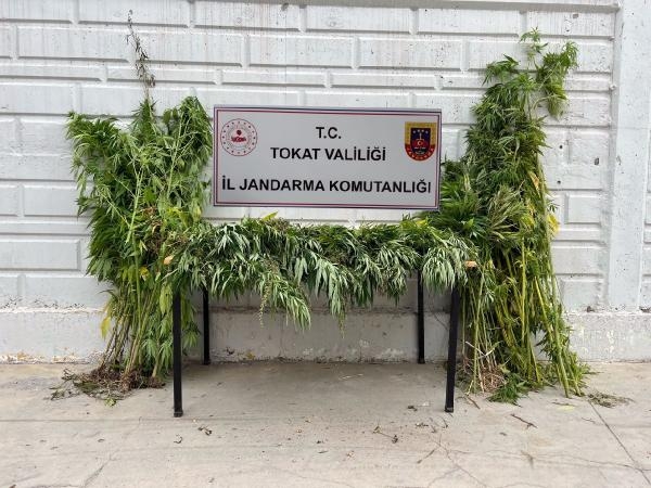 Tarlaya ekilen kenevire jandarma baskını