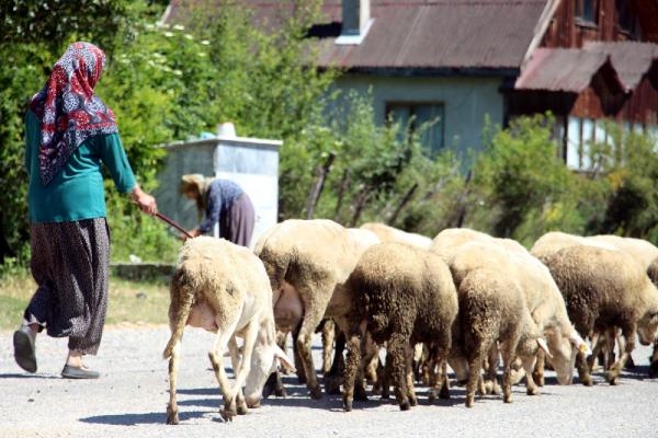 Bolu'da köpek saldırısında 2 koyun öldü, 6'sı yaralandı