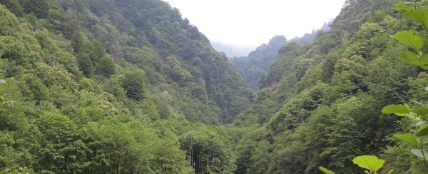 Bal Ormanında 'Taş Ocağı İptal' Kararına Horonlu Kutlama