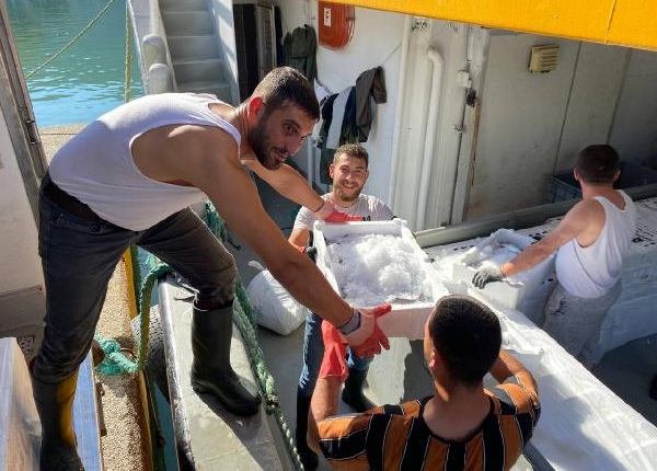 Amasra açıklarında palamut bolluğu