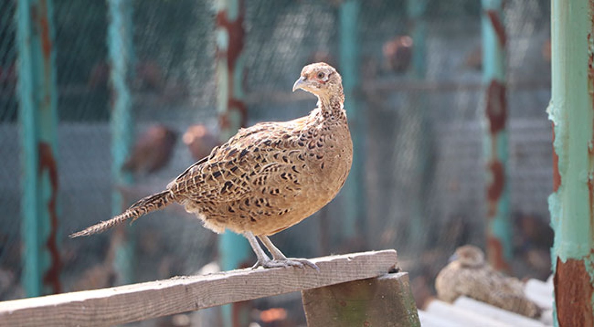 Bin 300 adet sülün doğaya bırakıldı