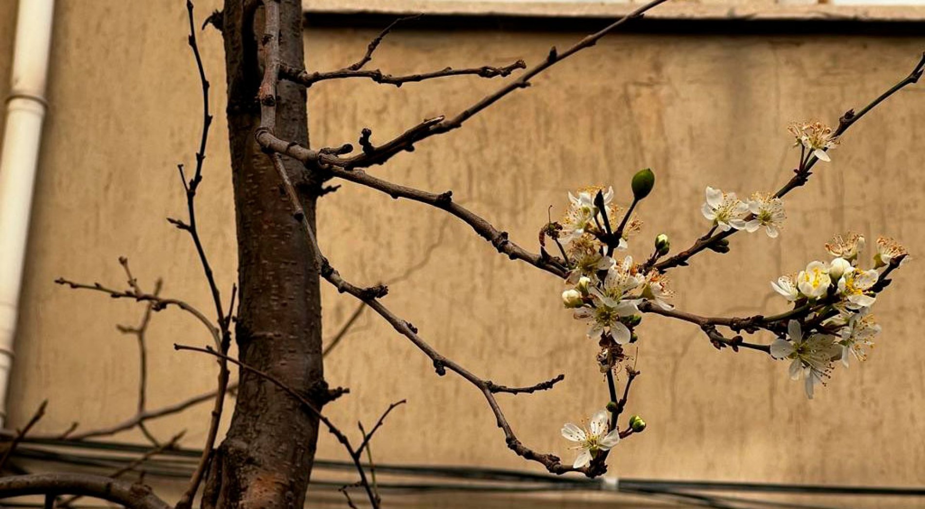 Kış ortasında çiçek açan erik ağaçları şaşkına çevirdi