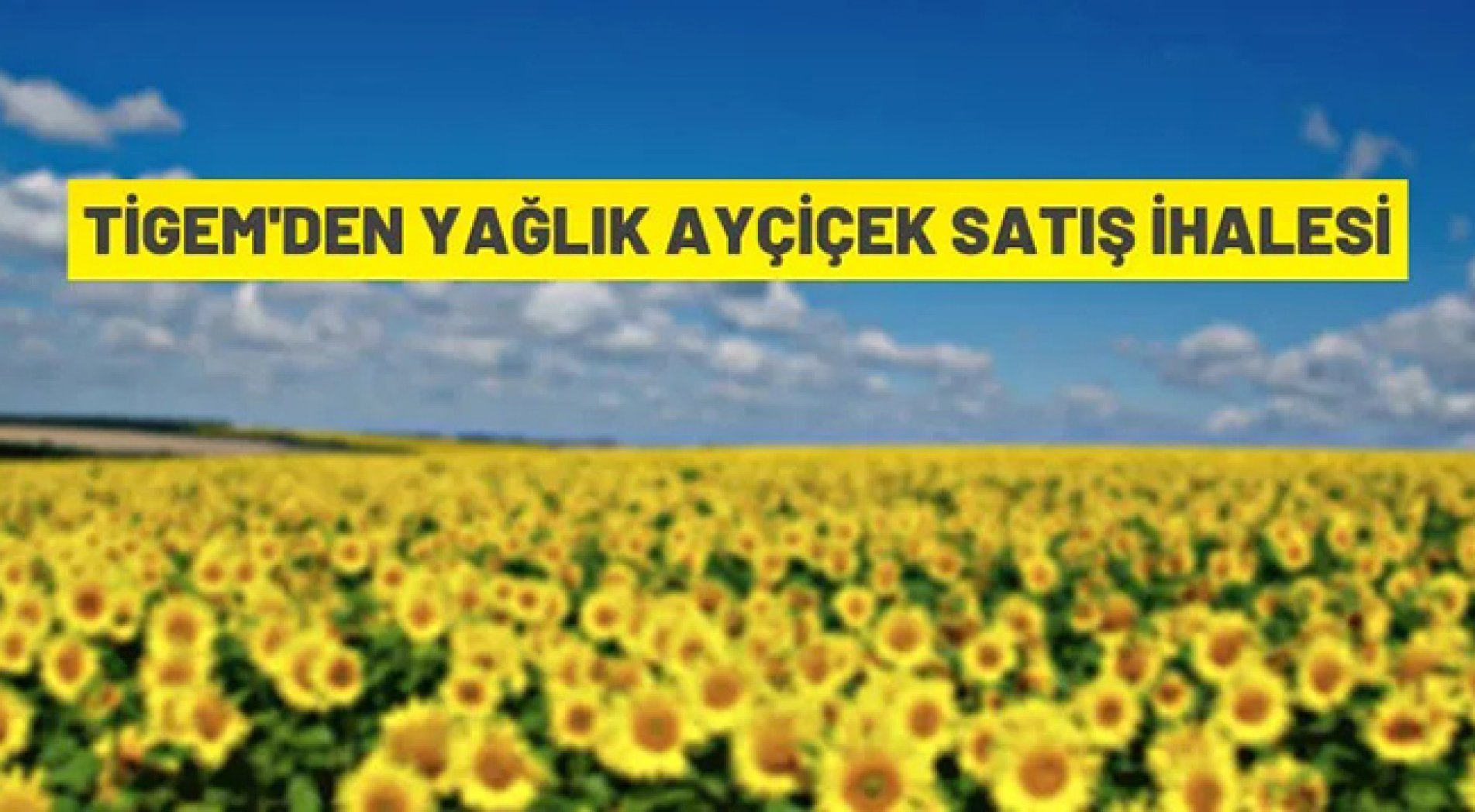 920.000 kilogram mahsul yağlık ayçiçeği ihaleyle satılacak