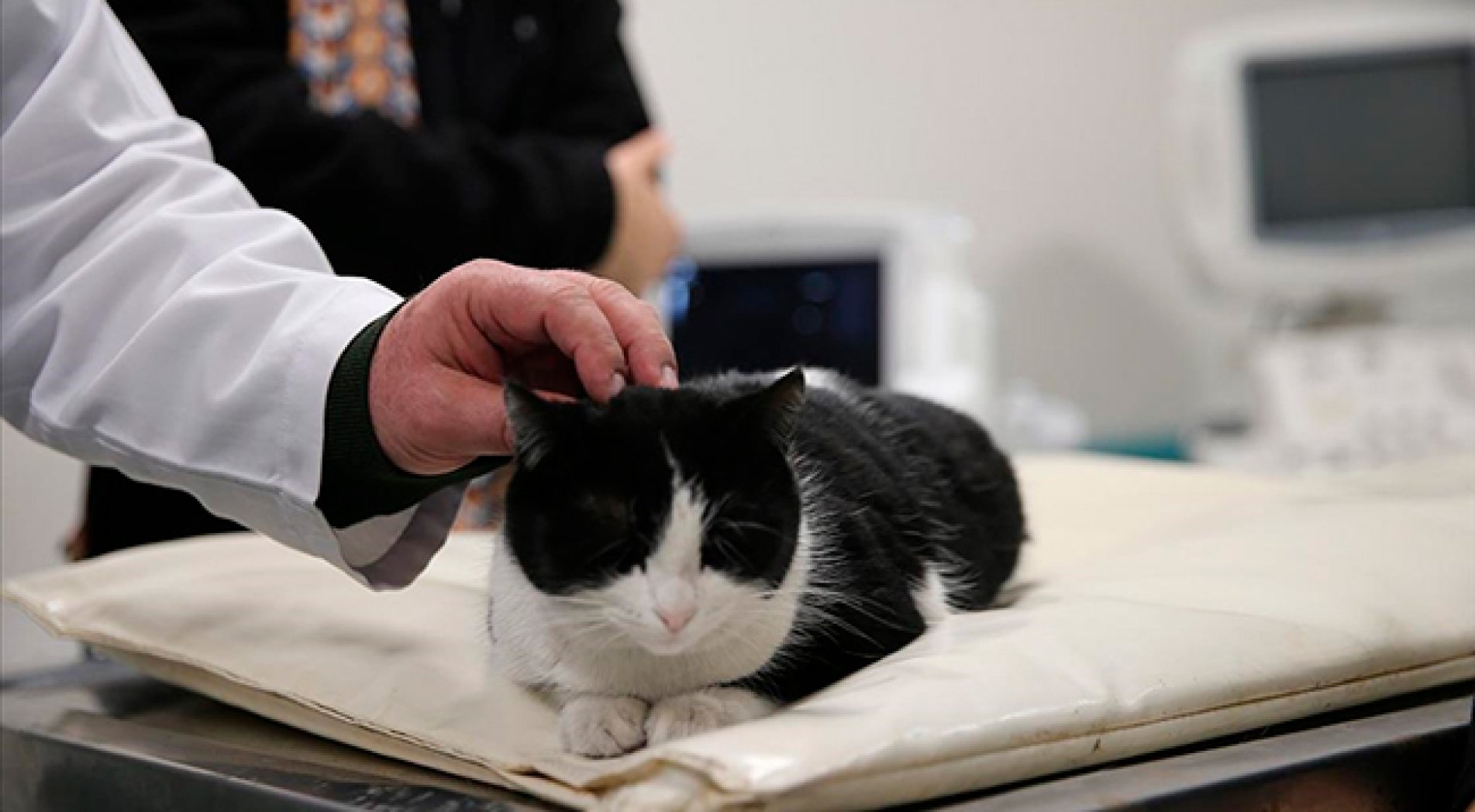 Erken tanı hayvanların yaşam süresini uzatıyor