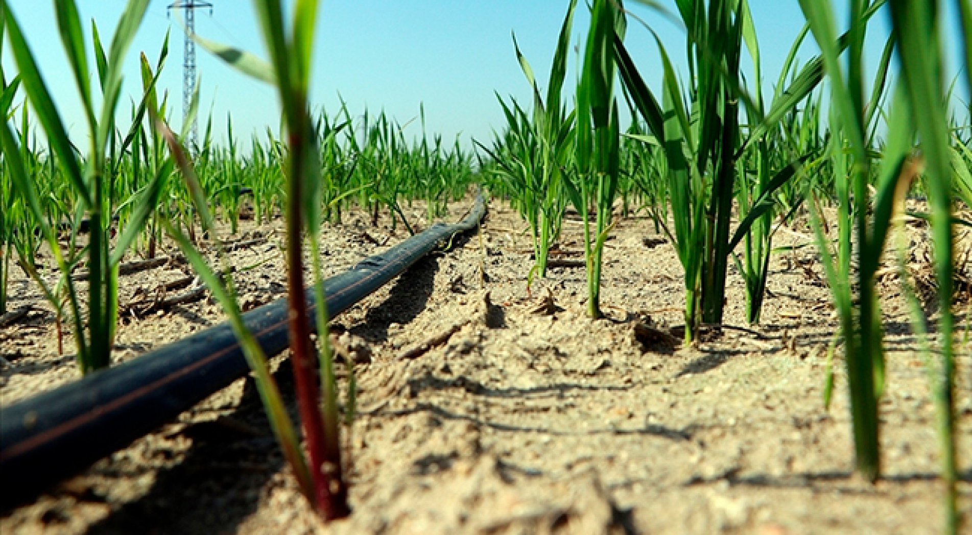 Buğday üretiminde yüzde 30 su tasarrufu sağlandı