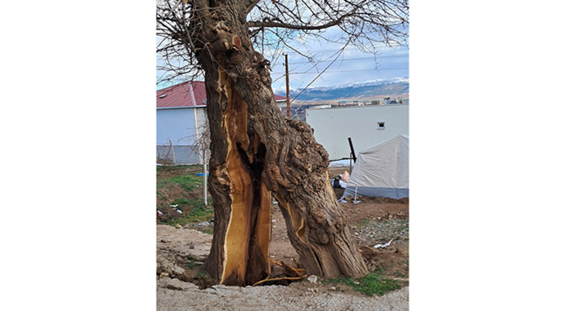 Depremde ağaç ikiye bölündü