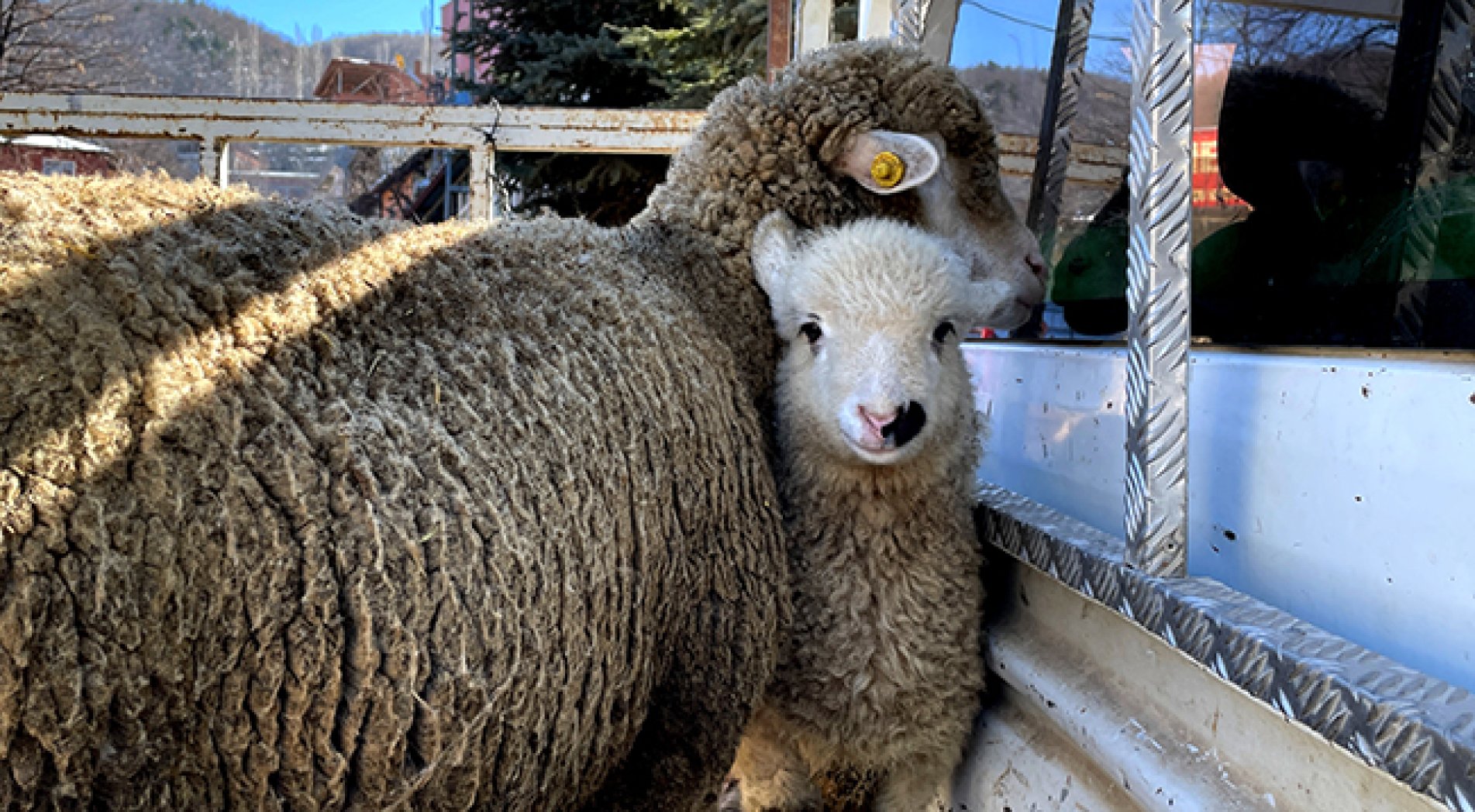 İki küçükbaş hayvan depremzedeler yararına açık artırmada satıldı