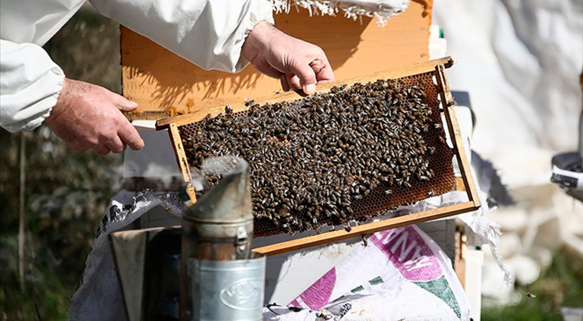 Deprem bölgesindeki arıcılara destek