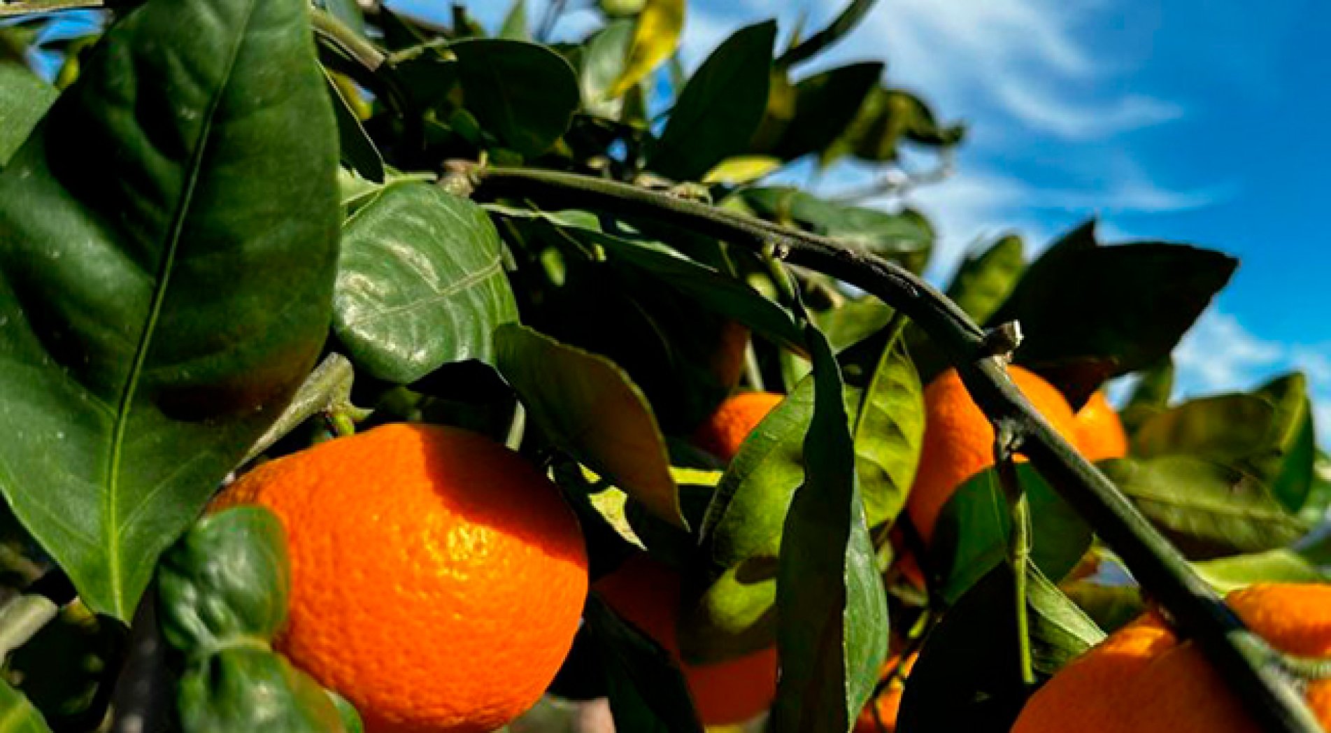 Rize'den Deprem Bölgesine Mandalina Gönderilecek