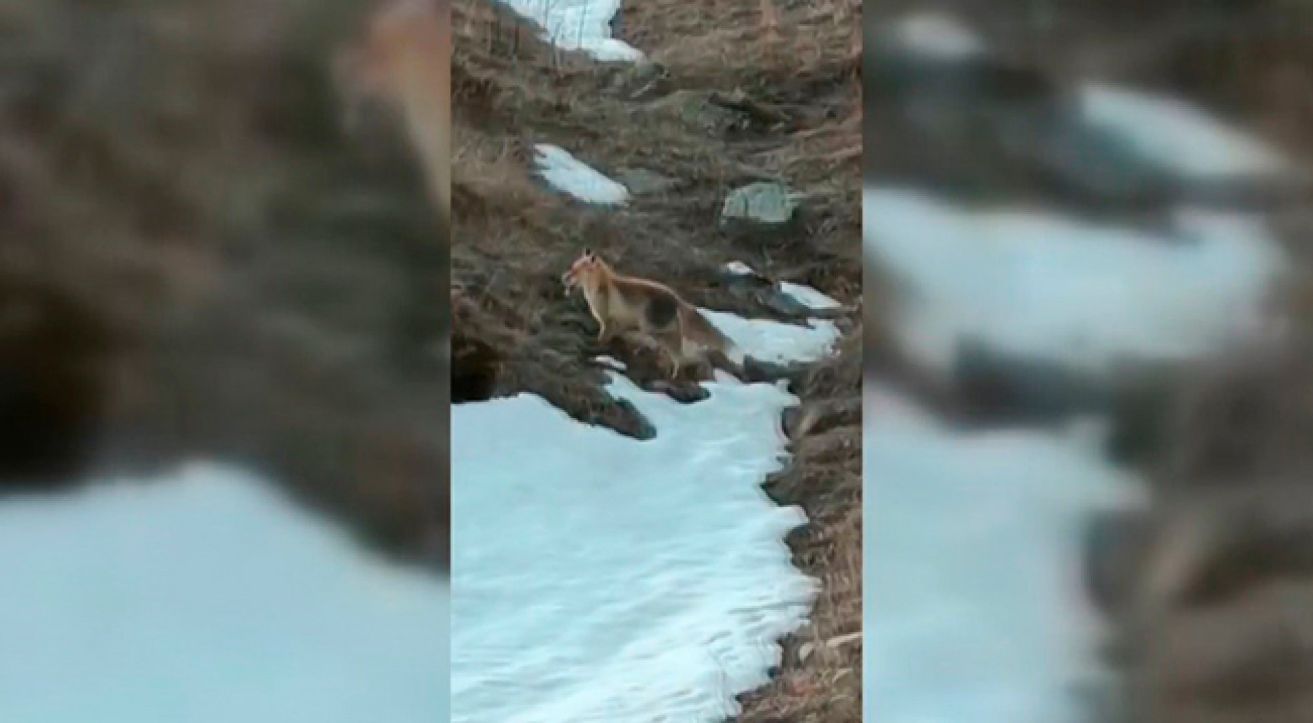 Aç kalan tilkiyi elleri ile besledi