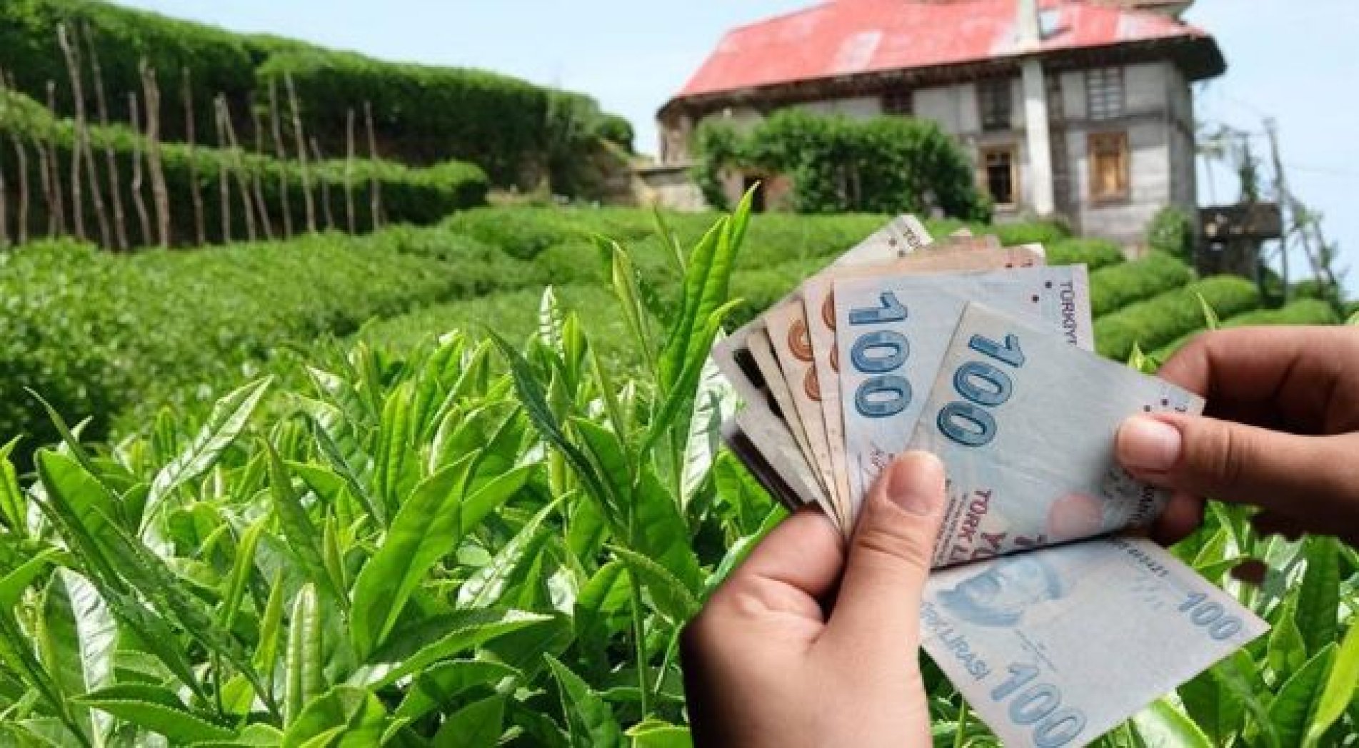 Yaş Çay Destekleme Primi Ne Zaman Ödenecek?