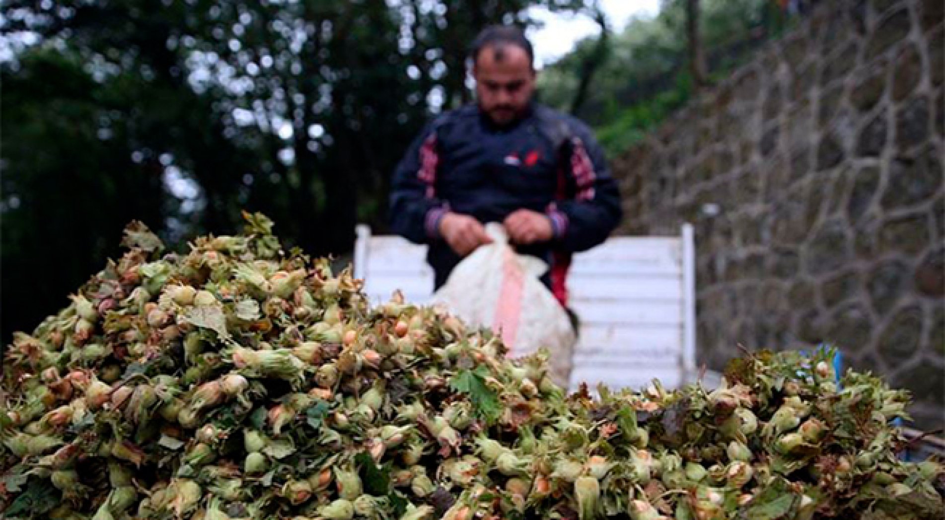Fındık üreticisine gübreleme uyarısı