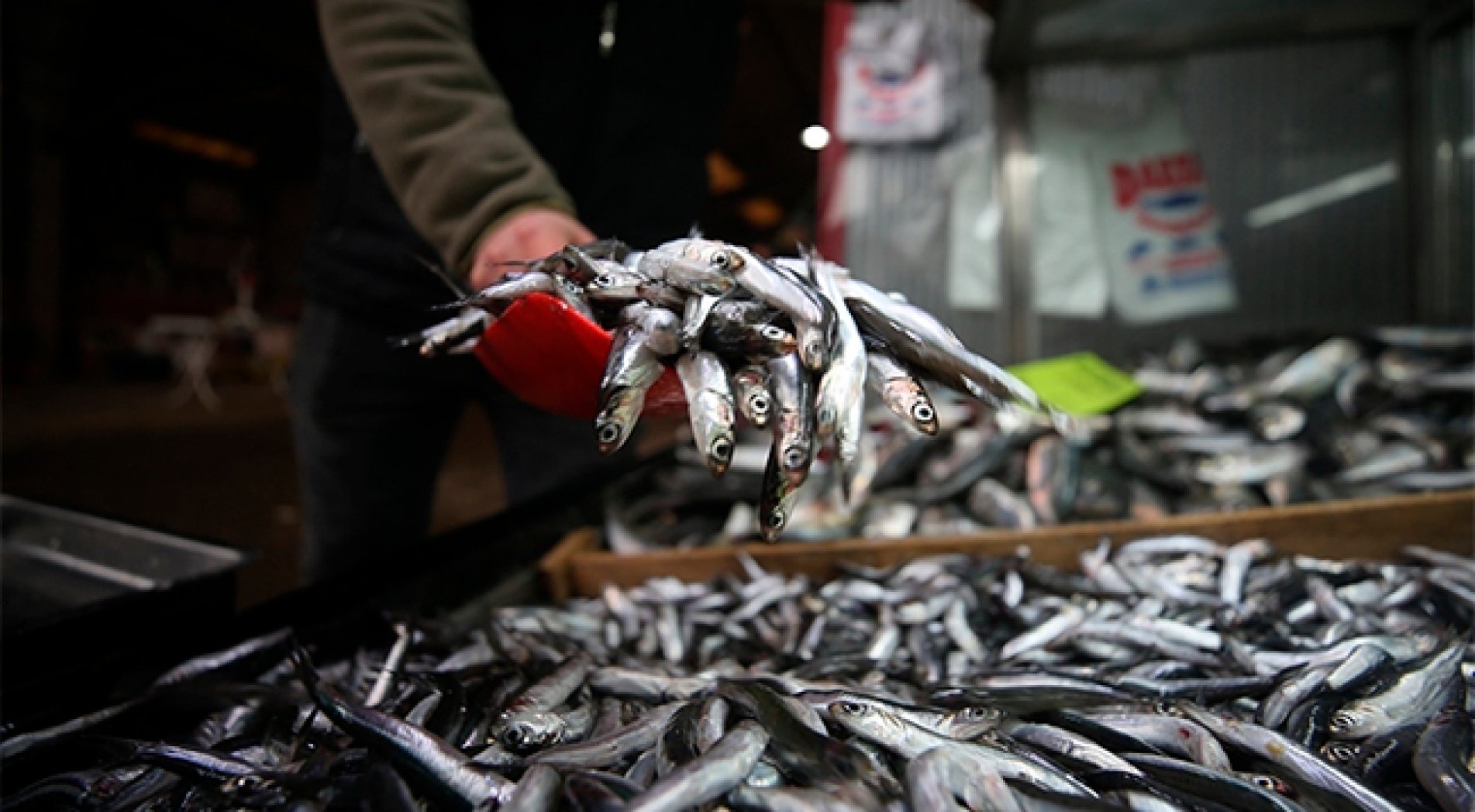 Türkiye 2 ayda hamsi ihracatından 1,5 milyon dolar kazandı