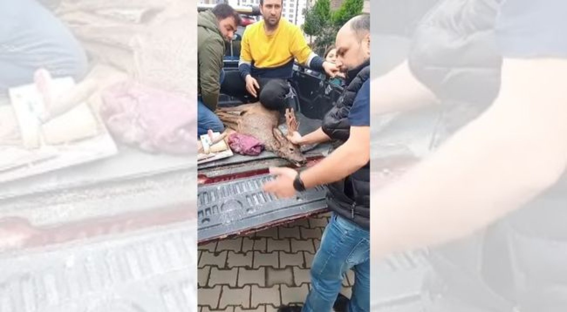 Köpekler karacayı kovaladı