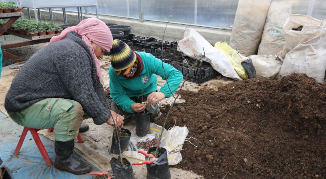Ata Tohumları Rize'de filizlenecek