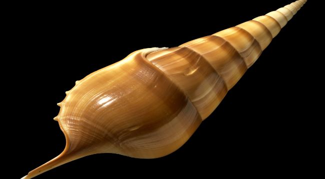 Deniz salyangozu ihracatı 3,2 milyon dolar oldu