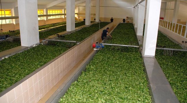 ÇAYKUR'a başvuru yapacaklar dikkat