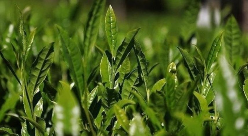 Çaykur çay destekleme primleri ne zaman yatacak?