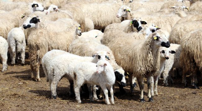 Süt kuzuları anneleriyle buluştu