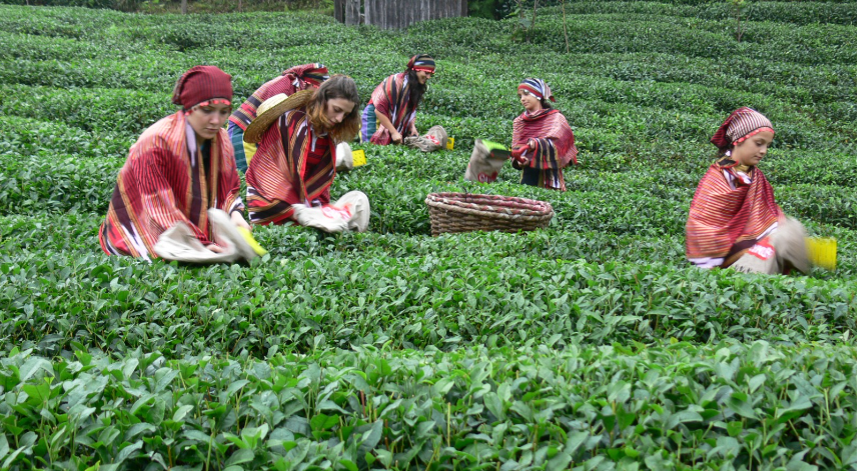 Türkiye çay üretiminde dünyada kaçıncı sırada yer alıyor?