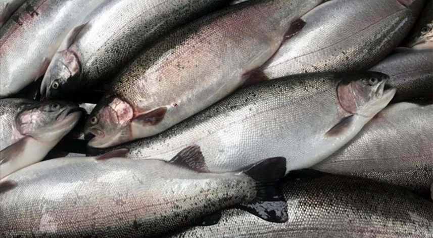 Doğu Karadeniz'de somon ihracatı yüzde 354 artış gösterdi