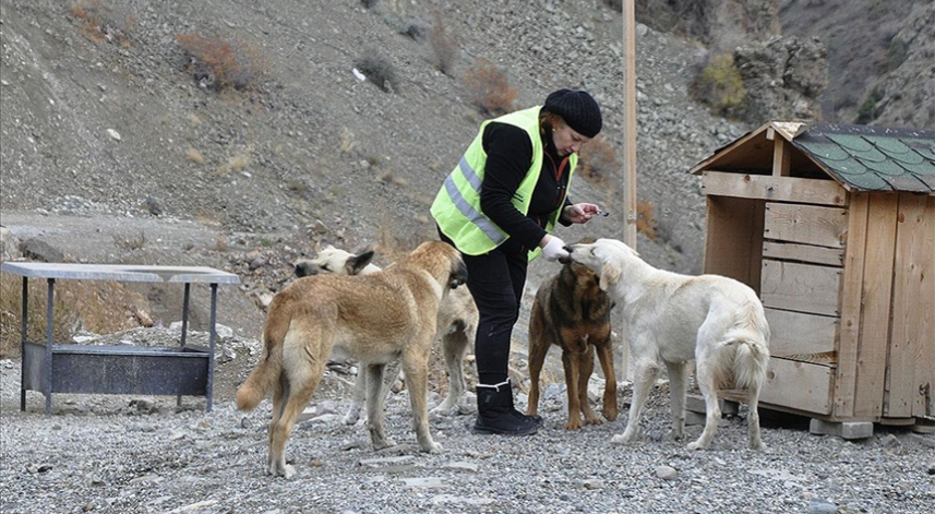 Yusufeli'nde yaklaşık bin hayvan kurtarıldı