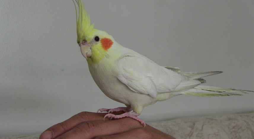 Sultan papağanı, siyasete ilgi duyuyor