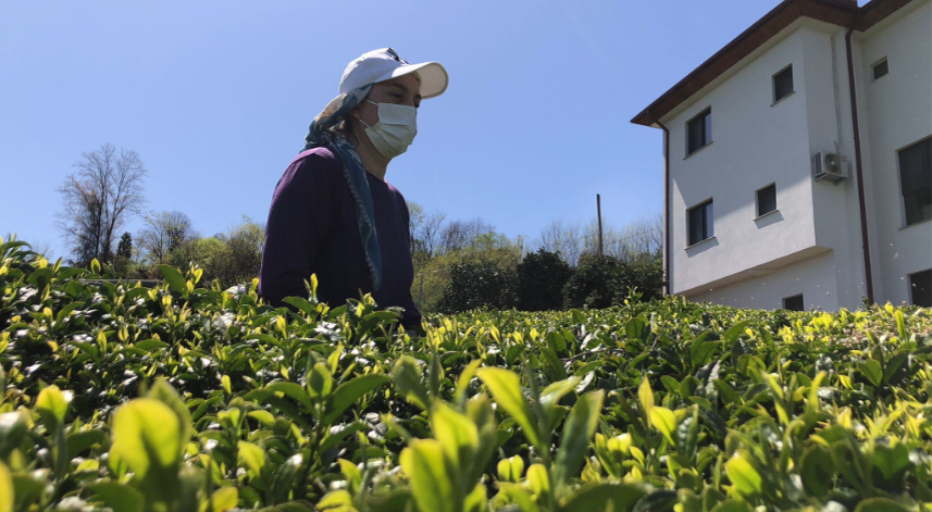 Rize'de 2023 yılı yaş çay sezonuna hazırlanılıyor