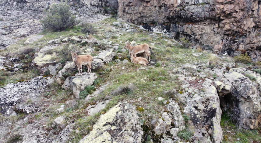 Yaban keçileri Gümüşhane’de dronla görüntülendi