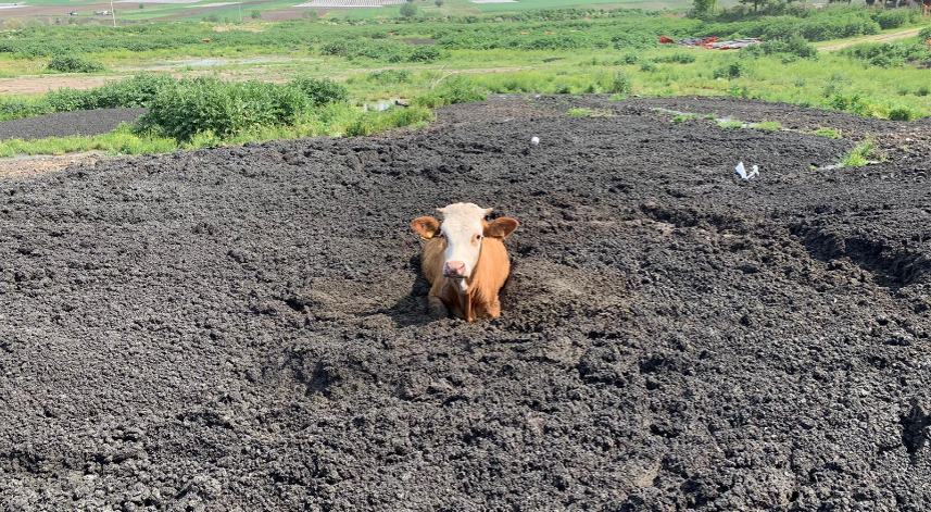 Tokat'ta gübre yığınına batan ineği itfaiye ekipleri kurtardı