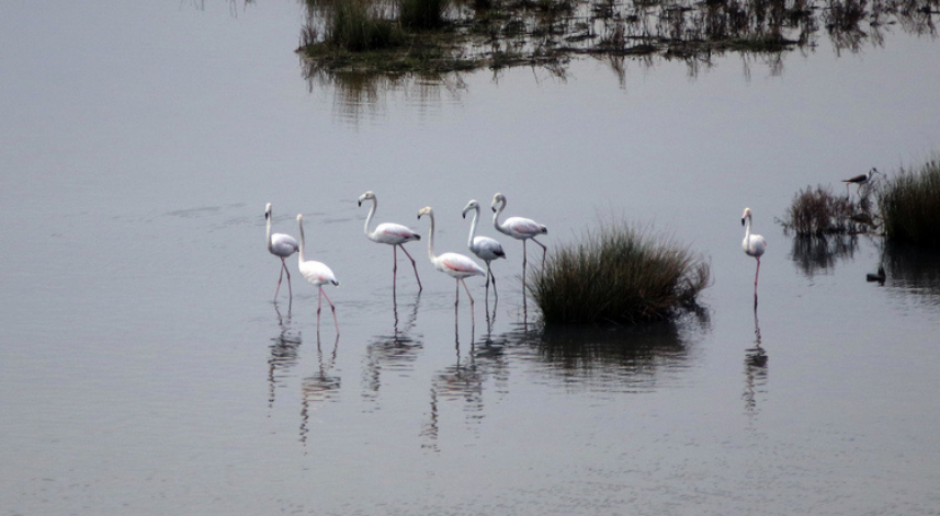 Yalova'daki Hersek Lagünü'nde görülen 